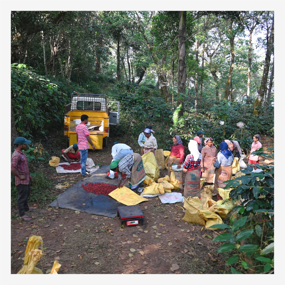 Sirangalli Honey